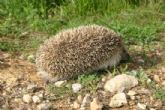 DESDE 2005 UN TOTAL DE 14 ESPECIES SILVESTRES SON RESCATADAS EN ALHAMA DESDE 2005 UN TOTAL DE 14 ESPECIES SILVESTRES SON RESCATADAS EN ALHAMA