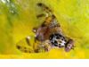 Se amplía la campaña contra la mosca de la fruta a ciertas variedades de uva de mesa