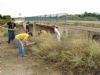 Scouts, Medio Ambiente y el Parque Regional de Sierra Espuña, en decidida lucha para la conservación del tejón en nuestro entorno