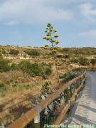 VIII Ruta Senderista a El Berro - Foto 9
